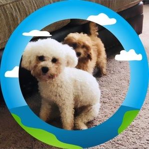 Meet your Posher, Bruno bella